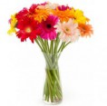 /album/gerberas/fiesta-de-gerbera-695-jpg/
